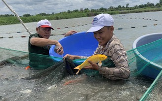 Trang trại 'cá quý tộc' rộng 9 ha