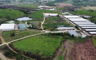 Teo tóp 'đại dự án' chăn nuôi ở Đắk Lắk