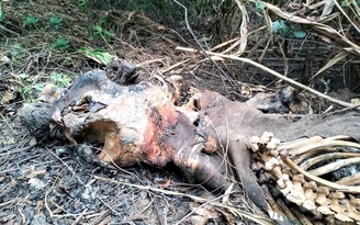 Điều tra nguyên nhân voi rừng ở Nghệ An bị chết