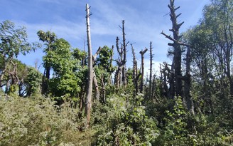 Gia Lai: Xem xét trách nhiệm các đơn vị làm hại cây xanh ở phố núi Pleiku