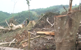 Vụ phá rừng ở Quảng Bình: Sẽ kiểm điểm trách nhiệm kiểm lâm