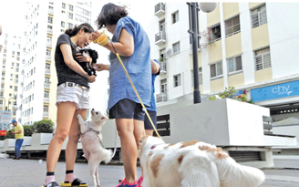 Những chung cư ở TP.HCM cấm nuôi chó, mèo