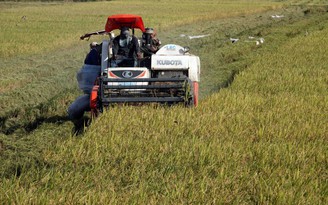 Giá gạo Việt Nam và Thái Lan cùng quay đầu giảm