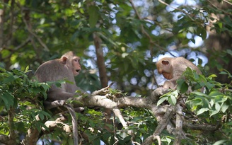Khánh Hòa: Đàn khỉ 200 con quậy phá người dân Ninh Ích