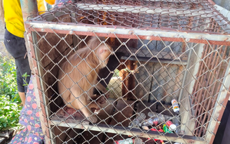 Kon Tum: Đưa con khỉ đuôi lợn quý hiếm về trung tâm bảo tồn để chăm sóc