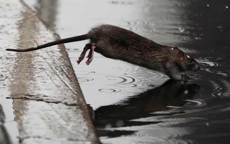 Tin Covid-19 ngày 10.3: Nghiên cứu mới cảnh báo nguy cơ từ loài chuột