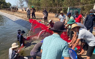 Bình Thuận: Điều tra vụ 3 hồ tôm nghi bị đầu độc bằng thuốc trừ sâu
