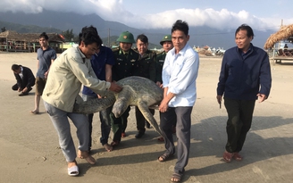 Thừa Thiên - Huế: Con vích khổng lồ mắc lưới ngư dân đầm Lăng Cô