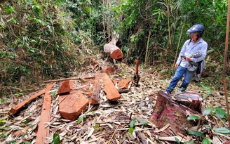 Bình Định: 15 cây gỗ rừng bị lâm tặc đốn hạ trái phép