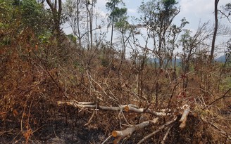 Đắk Nông: Nhân viên giữ rừng bị thương khi đi dập lửa, nghi ‘lâm tặc’ rải đinh