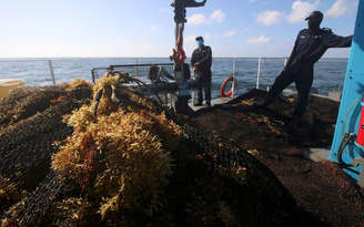 Vành đai tảo biển dài hơn 8.000 km sắp dạt vào các vùng biển Đại Tây Dương