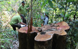 Vụ khai thác rừng trái phép ở Bình Định: Khẩn trương điều tra, báo cáo tỉnh