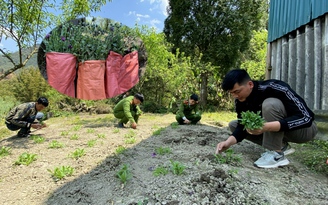 Ngỡ ngàng vườn rau trồng xen cây thuốc phiện ở Sa Pa