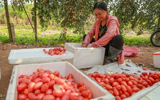 Nông dân trồng nhót mỏi mắt chờ thương lái