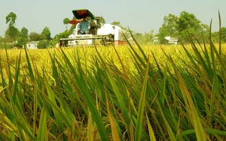 Gạo Việt đi Trung Quốc đang khó, nay đã có Indonesia