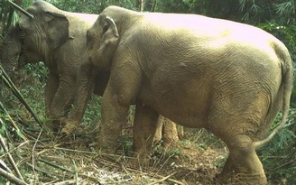 Hình ảnh 2 voi rừng được phát hiện cho thấy chúng sống khỏe mạnh