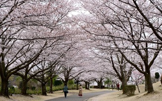 Có một Tokyo thảnh thơi giữa mùa hoa anh đào