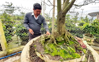 Trồng cây chỉ nở hoa vào mùa xuân, nhà vườn thu trăm tỉ đồng mỗi năm