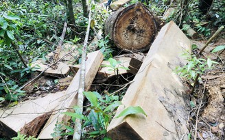Nạn phá rừng ở Gia Lai: Nhiều cây rừng bị đốn hạ trái phép ở Sơ Pai