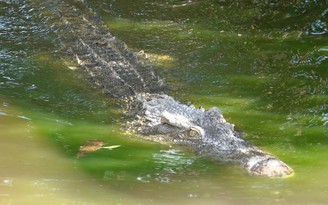 Cận cảnh cá sấu nặng hơn 200 kg được nuôi dưỡng tại Lung Ngọc Hoàng