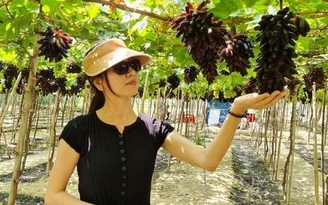 Tôn vinh những giá trị cây nho ở Ninh Thuận