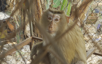 TP.HCM: Kiểm lâm tiếp nhận khỉ 7,5 kg quý hiếm từ người dân