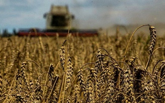 Ba Lan và Hungary cấm nhập khẩu ngũ cốc Ukraine, Kyiv không vui