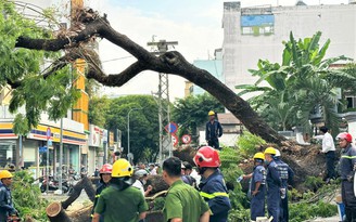 Vụ cây xanh bật gốc đè trúng học sinh: TP.HCM yêu cầu xác định trách nhiệm