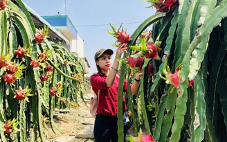 Báo Thanh Niên tổ chức Tọa đàm 'Xây dựng thương hiệu quốc gia cho nông sản Việt'