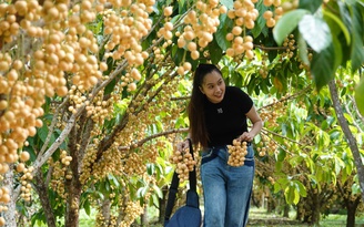 Vườn dâu trĩu quả ở miền Tây ‘hút hồn’ du khách