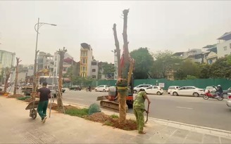 Hàng cây chết khô trên đường Huỳnh Thúc Kháng, Hà Nội đã được thay thế Hàng cây chết khô trên đường Huỳnh Thúc Kháng, Hà Nội đã được thay thế