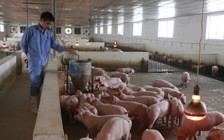 Bộ TN-MT sẽ sửa quy định nuôi 10 con lợn phải xin phép về môi trường