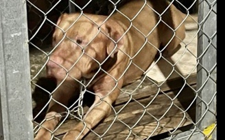 Bình Dương: Bị chó Pitbull nặng hơn 40 kg tấn công, cụ bà tử vong