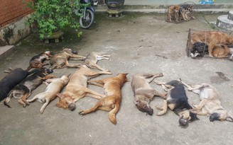 Đắk Lắk: Truy tố 2 cha con cùng đồng phạm trong đường dây trộm chó liên tỉnh