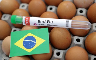 Tình trạng khẩn cấp về thú y ở Brazil