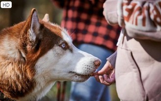 Chó đánh hơi được mùi ung thư, giúp chủ thoát chết