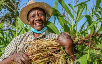 WHO hỗ trợ nông dân trồng lương thực thay thuốc lá