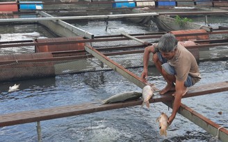 Đồng Nai: Cá lại chết hàng loạt ở làng bè Tân Mai