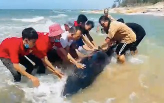 Bình Thuận: Cứu cá voi mắc cạn ở biển La Gi