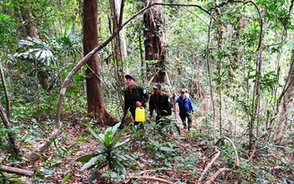 Quảng Nam bỏ chi hỗ trợ quản lý, bảo vệ rừng sau khi bị 'tuýt còi'
