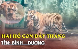 Thảo Cầm Viên Sài Gòn làm lễ đầy tháng cho hai hổ con, đặt tên: Bình-Dương Thảo Cầm Viên Sài Gòn làm lễ đầy tháng cho hai hổ con, đặt tên: Bình-Dương