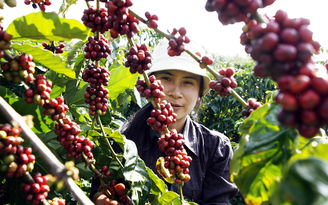 Cà phê tăng giá nhưng hàng đã nằm trong kho của các 'ông trùm'?