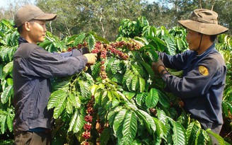 Sân chơi hấp dẫn của cà phê đặc sản