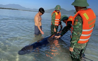 Thừa Thiên - Huế: Cá voi 400 kg đã chết