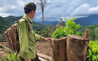Bình Định: Chuyển hồ sơ vụ phá rừng ở H.An Lão sang công an điều tra