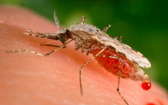 Bệnh sốt rét lần đầu lây lan ở Mỹ sau 20 năm