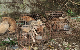 Bắt 7 nghi can trộm hàng trăm con chó của người dân