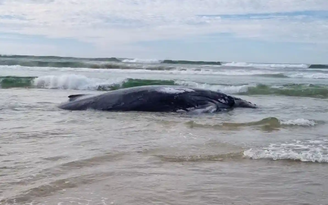 Cá voi lưng gù 30 tấn mắc cạn bí ẩn ở Úc