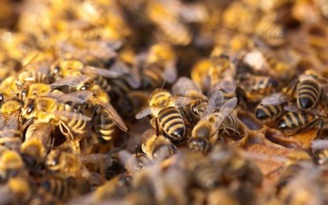 Lưu ý ngừa ong đốt trong mùa hè