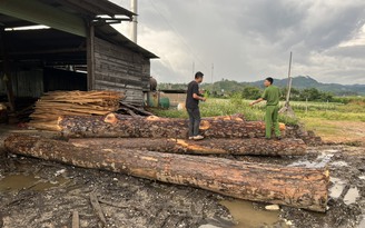 Lâm Đồng: Khởi tố 4 bị can cưa hạ rừng trái phép
